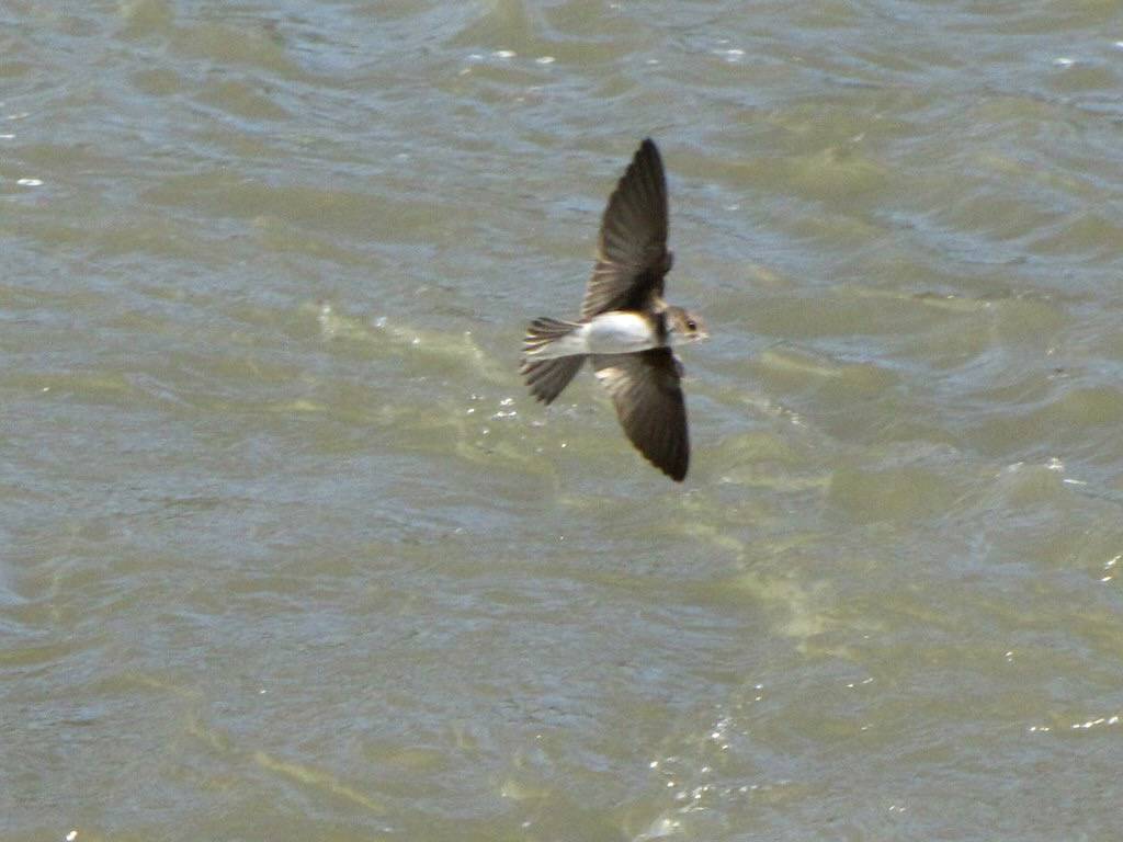 BANK SWALLOW by Aquila-chrysaetos is licensed under CC BY-NC 2.0